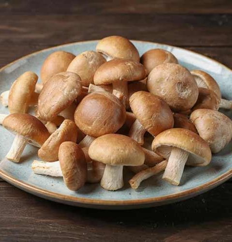 Shiitake bewaren