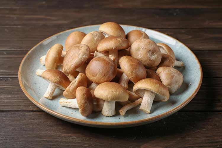 Shiitake bewaren