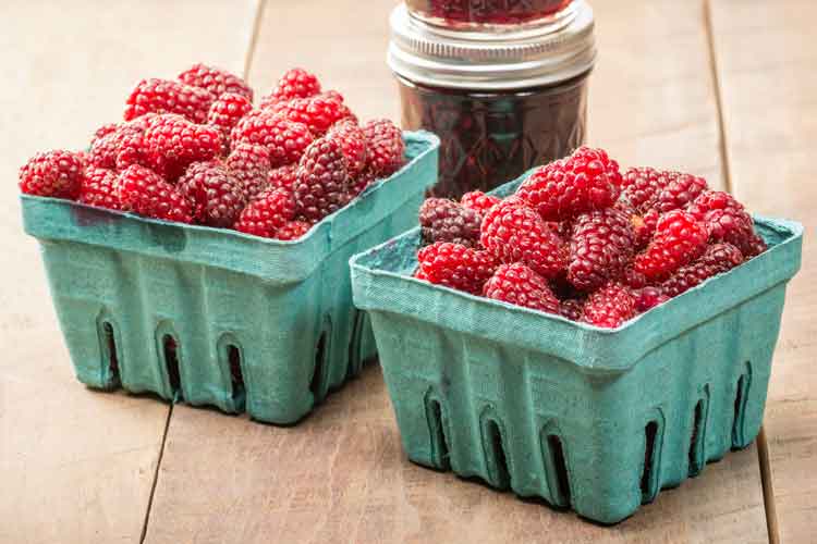 Loganbessen jam maken