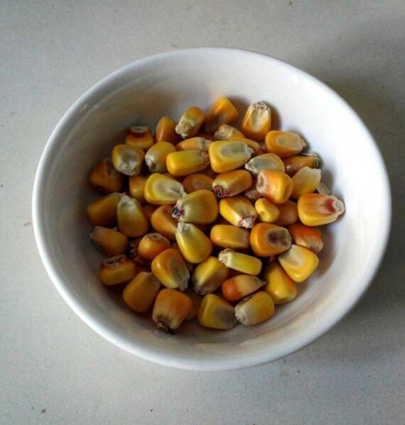Een schaaltje met gedroogde maiskorrels.