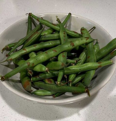 Een schaaltje met sperziebonen die bruine vlekjes vertonen.