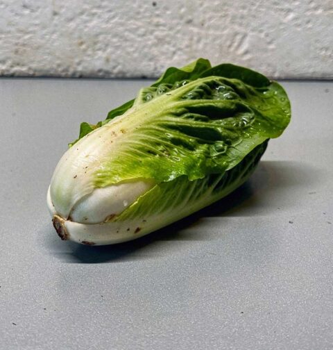 Een hele krop groenlof. Nog snijden, wassen en invriezen.