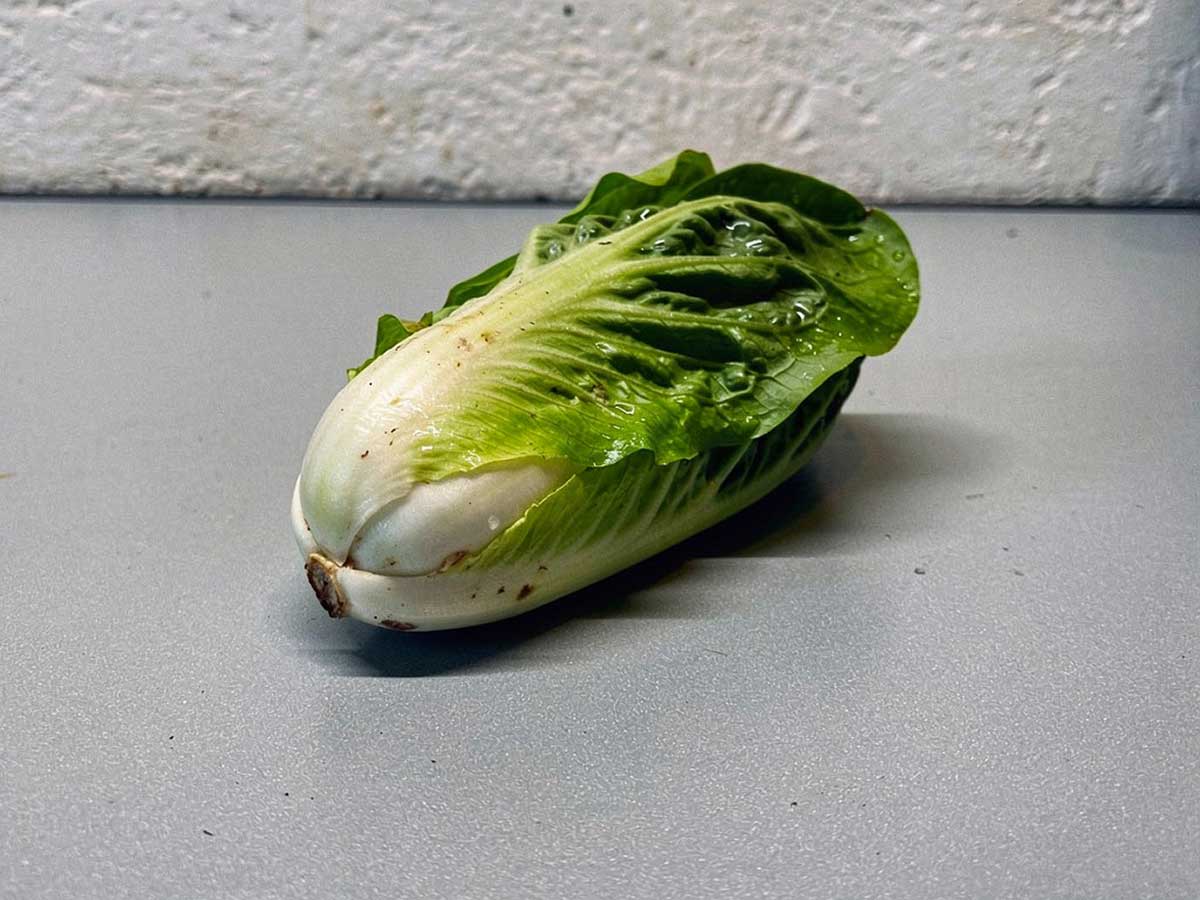 Een hele krop groenlof. Nog snijden, wassen en invriezen.