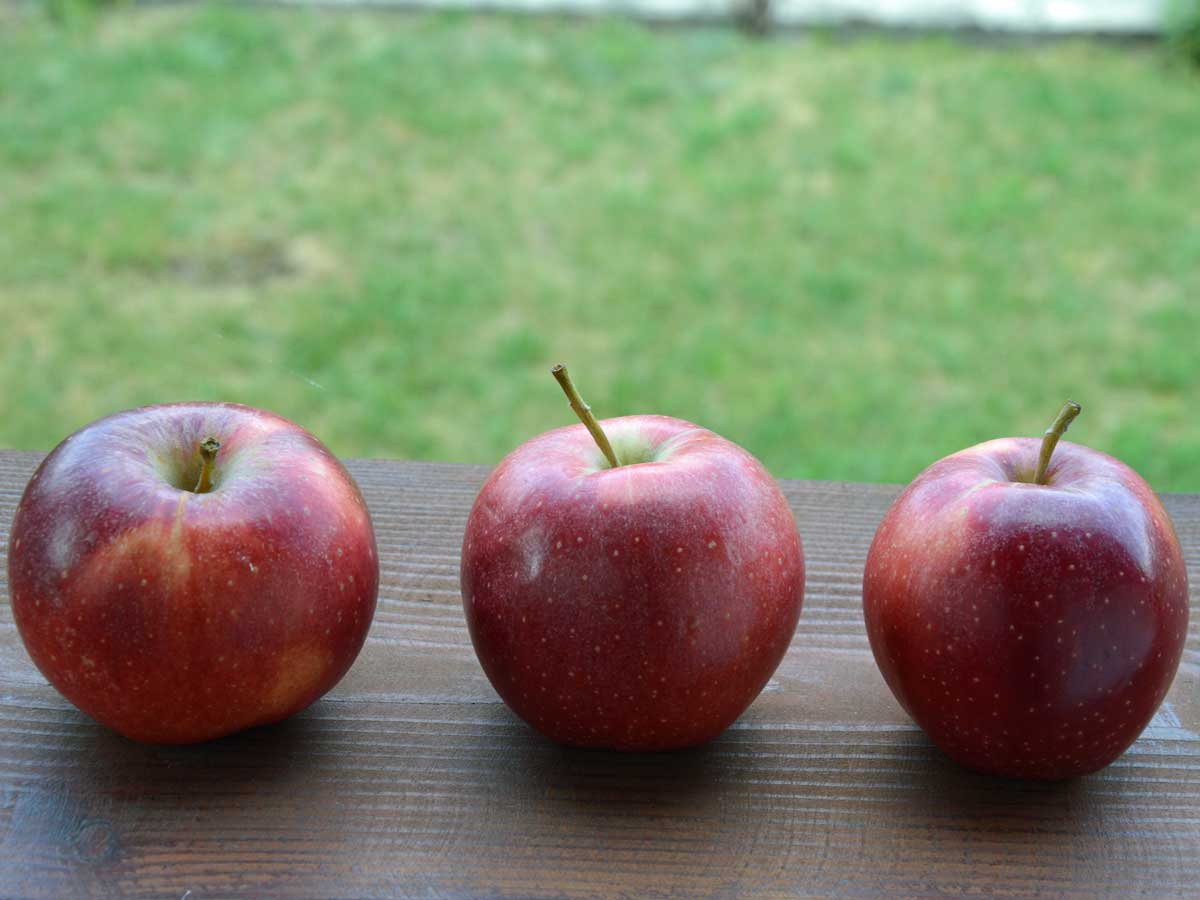 3 appels liggen buiten op een houten plank in de koelte.