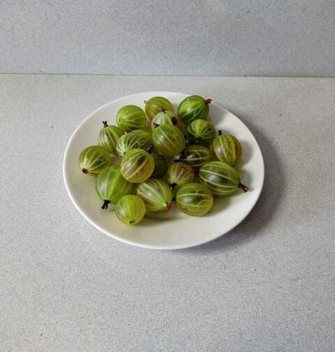 Een klein bordje met daarop vers geplukte kruisbessen.