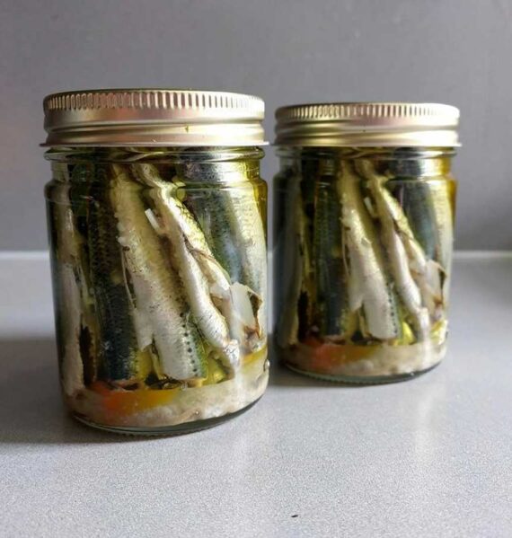 2 inmaakpotten met ingemaakte sardines, zonder kop of staart.