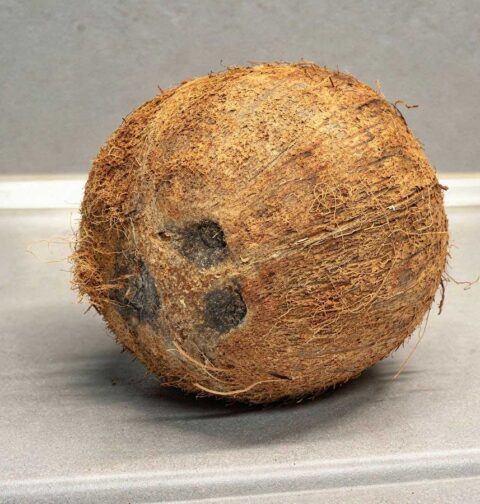 Een hele kokosnoot die bewaard kan worden.