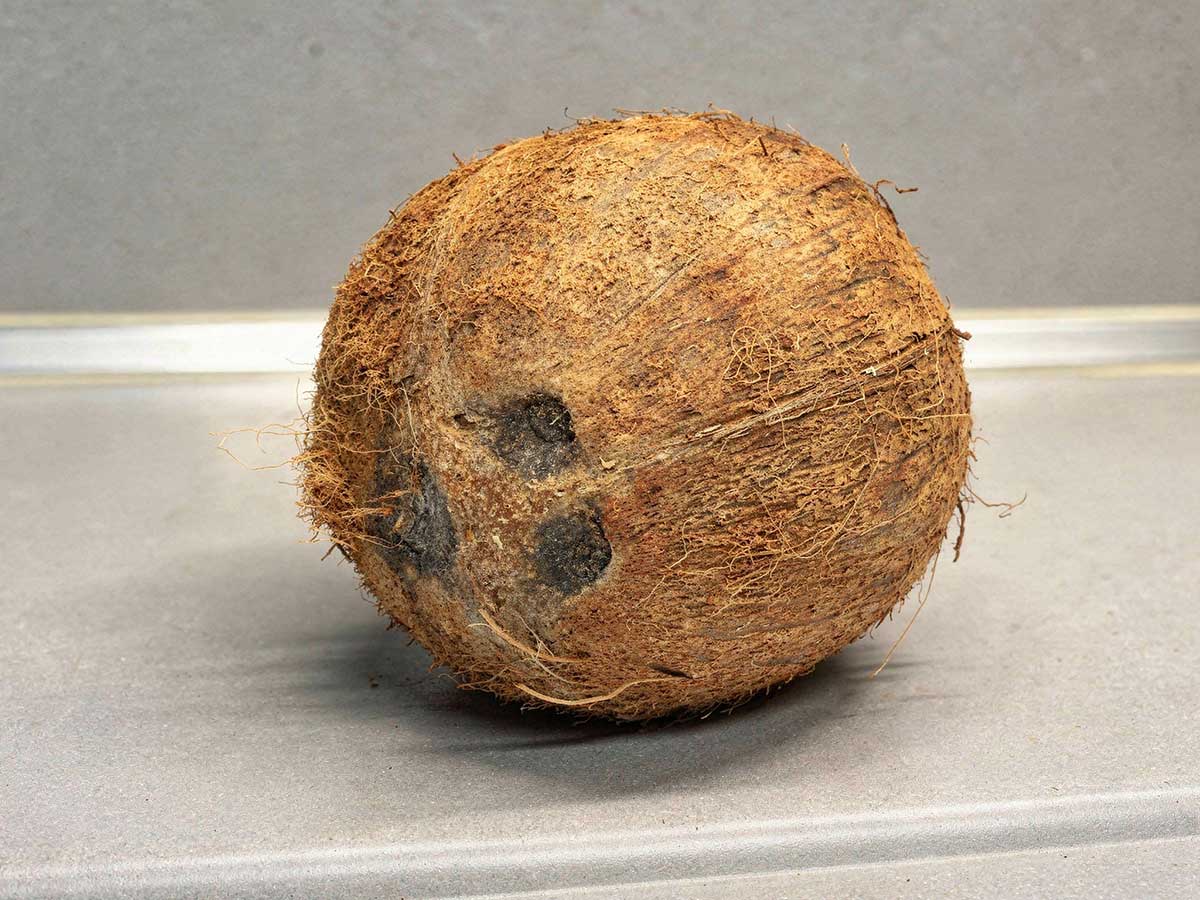 Een hele kokosnoot die bewaard kan worden.