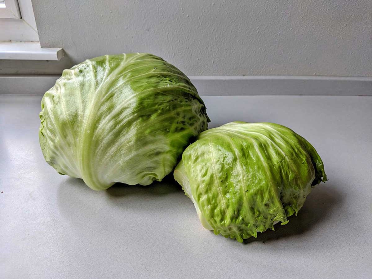 2 kroppen ijsbergsla op een werkblad.